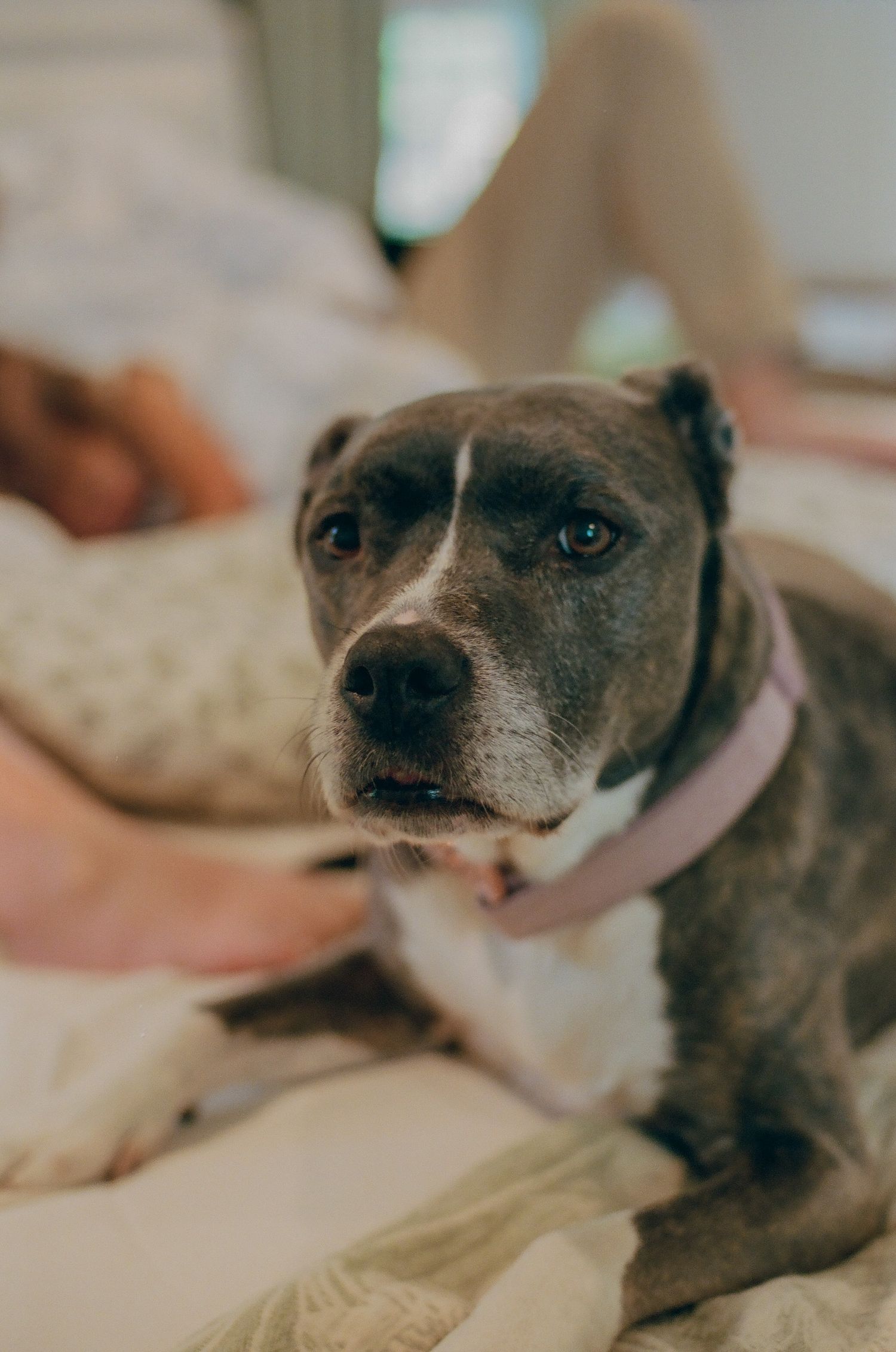 A senior brindle pit bull dog wearing a pink collar rests on a bed, looking directly at the camera.