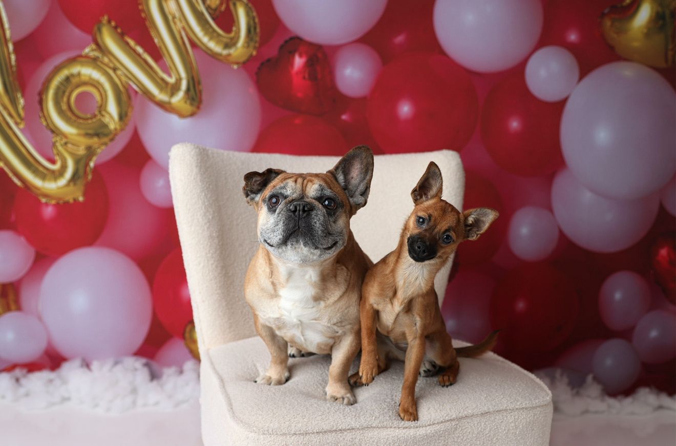Valentine's day pet photography setup with French bulldogs against red and white balloon backdrop.