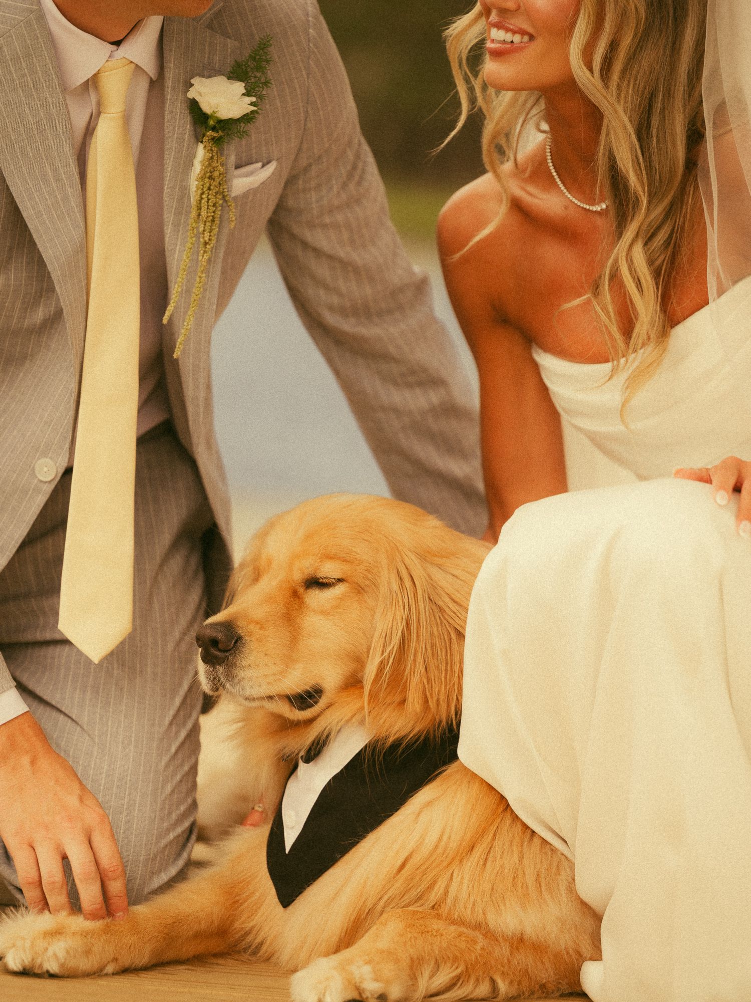 Golden Retriever dog wearing a tuxedo vest sits between a bride in white gown and groom in gray suit at a wedding.