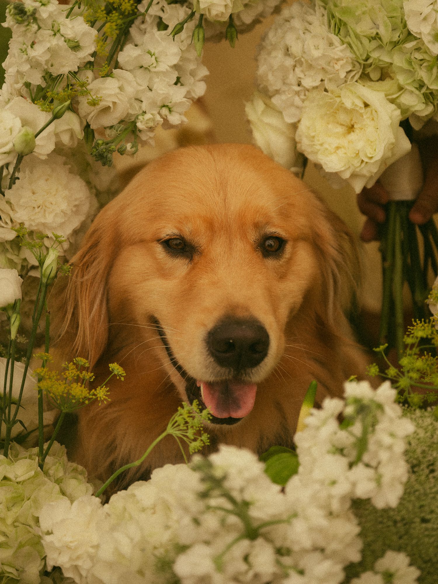 A happy golden retriever smiles surrounded by lush white roses and green flowers in a beautiful floral arrangement.