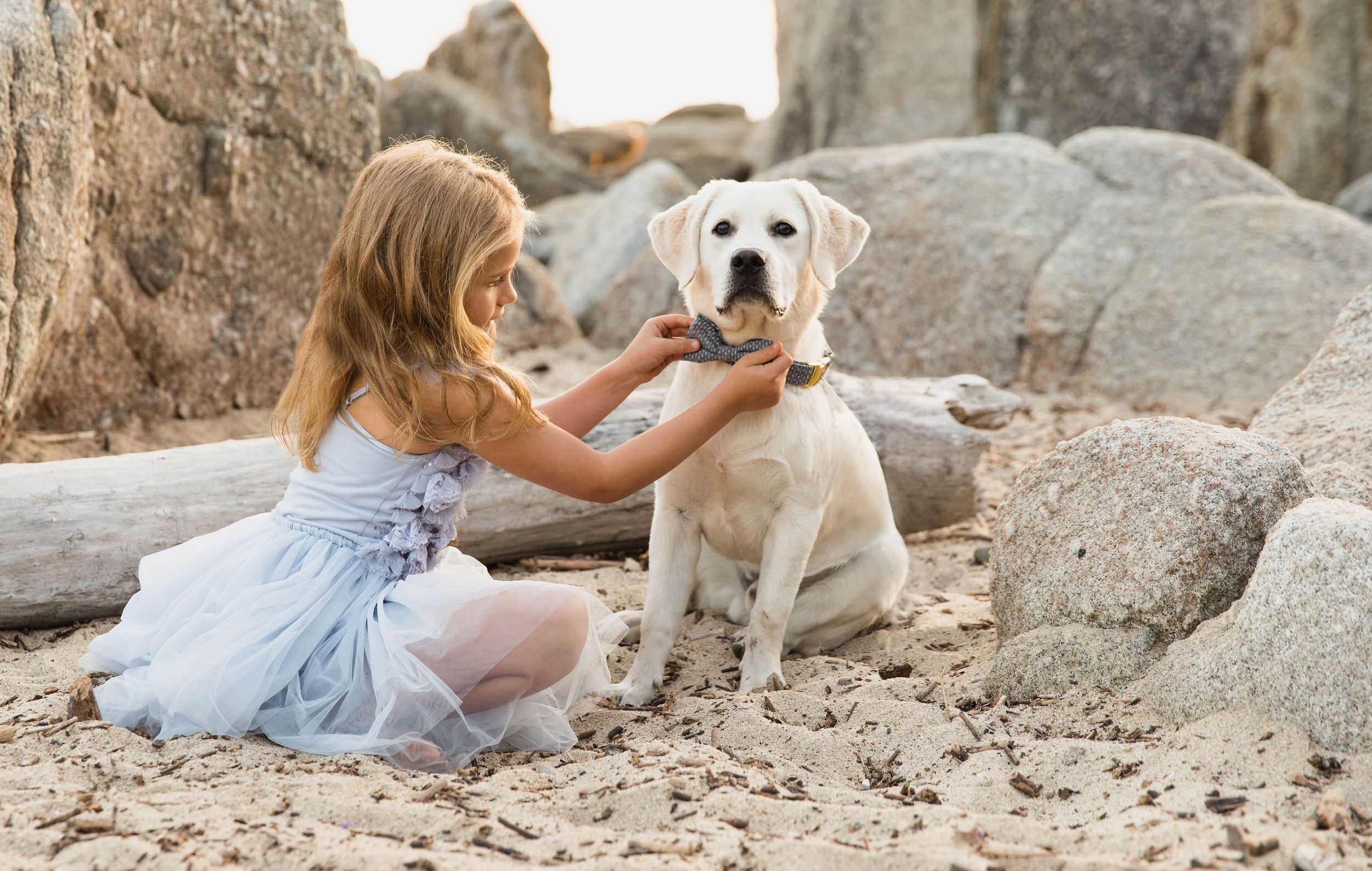A young child in a blue dress pets a friendly white Labrador retriever on a rocky beach for pet portraits in Carmel.