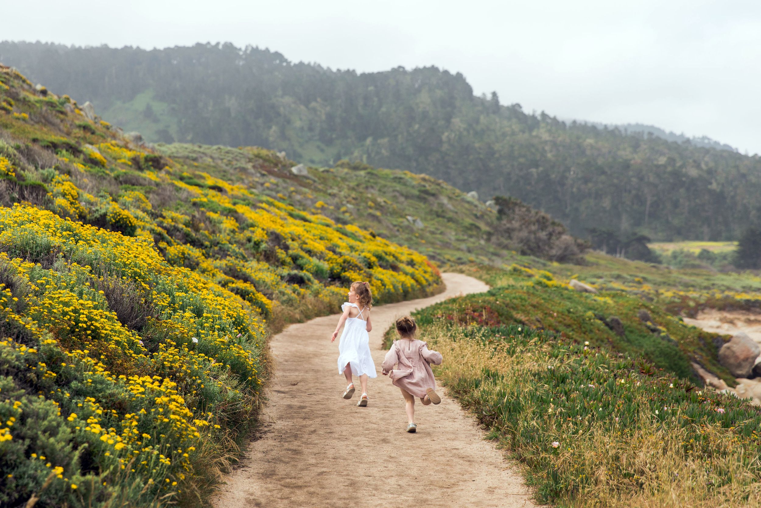 Winding trail along coastal hillside covered in vibrant yellow wildflowers on a misty spring day in Carmel.