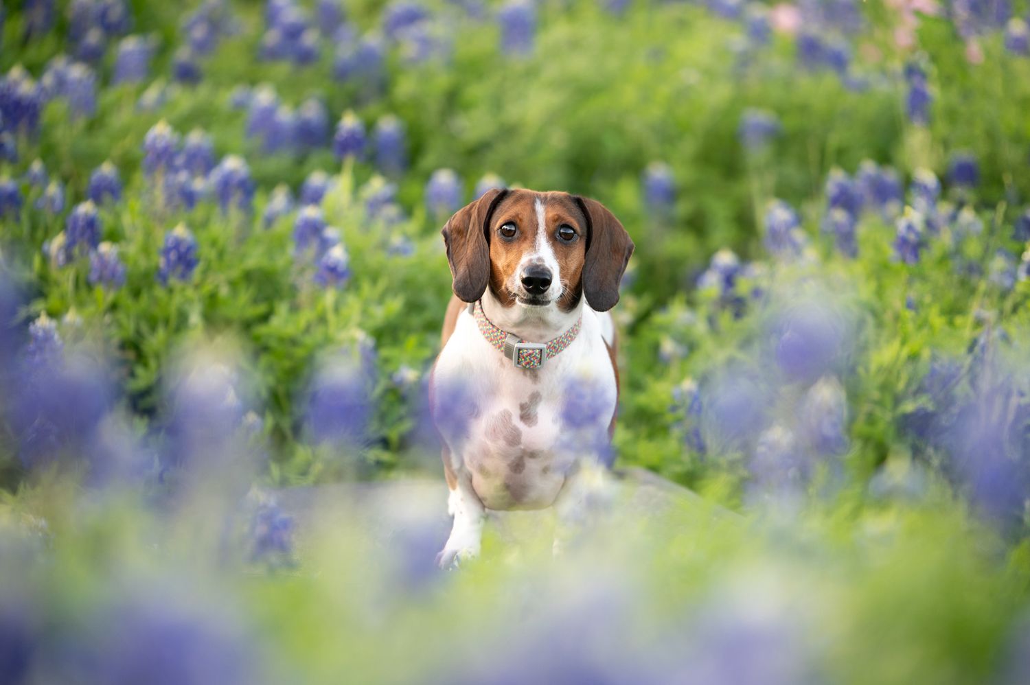 Dachshund sitting alertly in a field of blooming purple bluebonnets on a bright spring day.