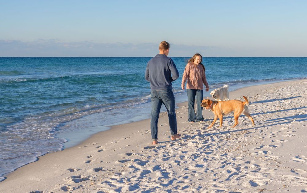 People and dogs walking along pristine white sand beach with turquoise ocean waters in background.