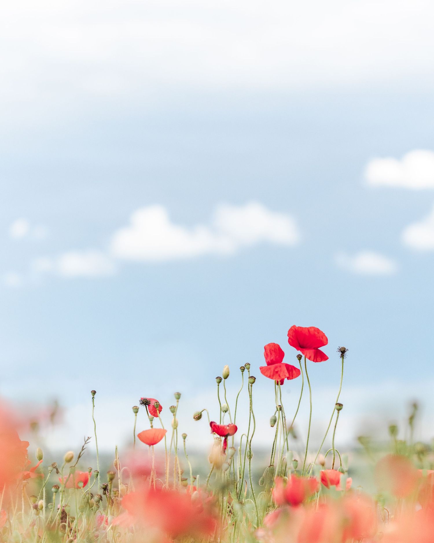 Red poppies bloom against a soft, blurred golden wheat field background in dreamy summer light.