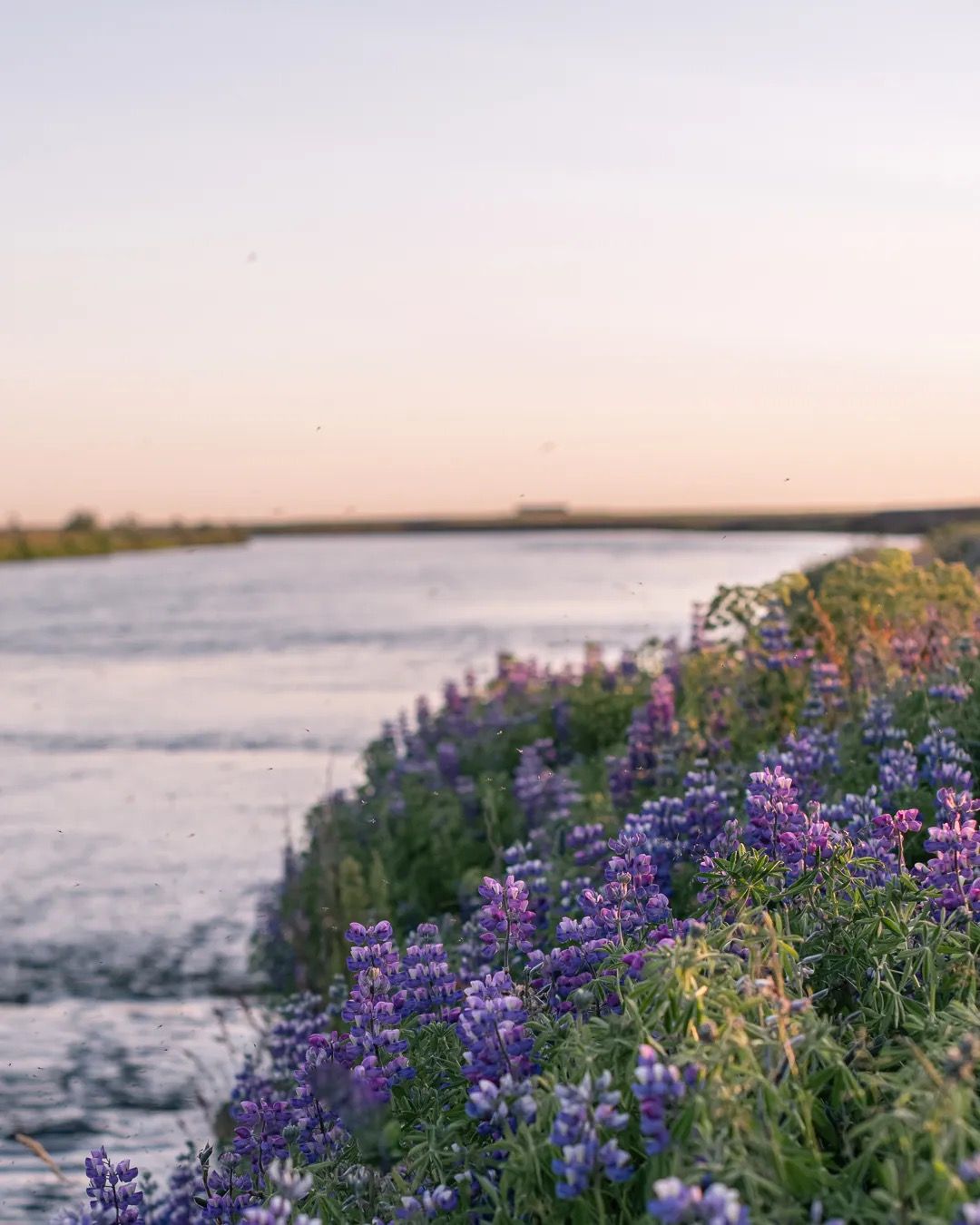 Purple lupins growing beside a calm lake at sunset with soft pastel light.