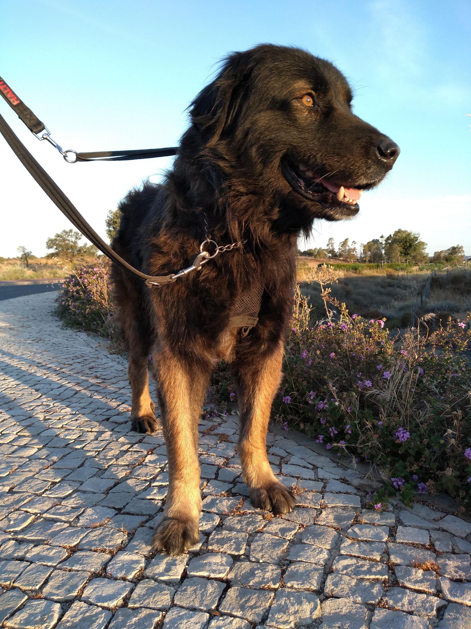 Large healthy black and tan long-haired dog on leash standing on cobblestone path outdoors at sunset.