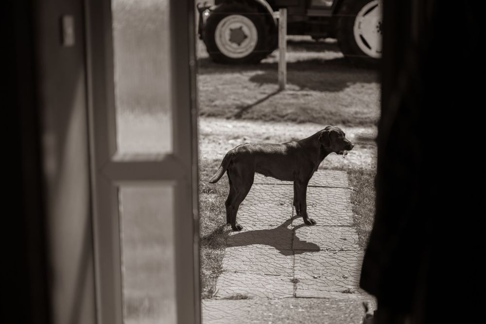 Black and white photo of a dog standing on a cobblestone path viewed through an open doorway.