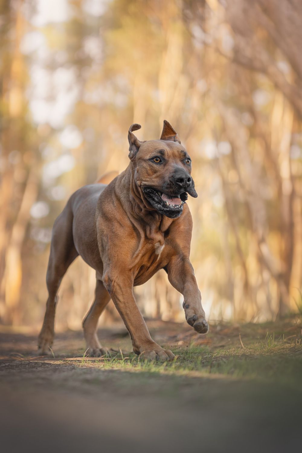 A muscular brown Pit Bull dog running energetically through a sunlit forest path with blurred trees in the background.