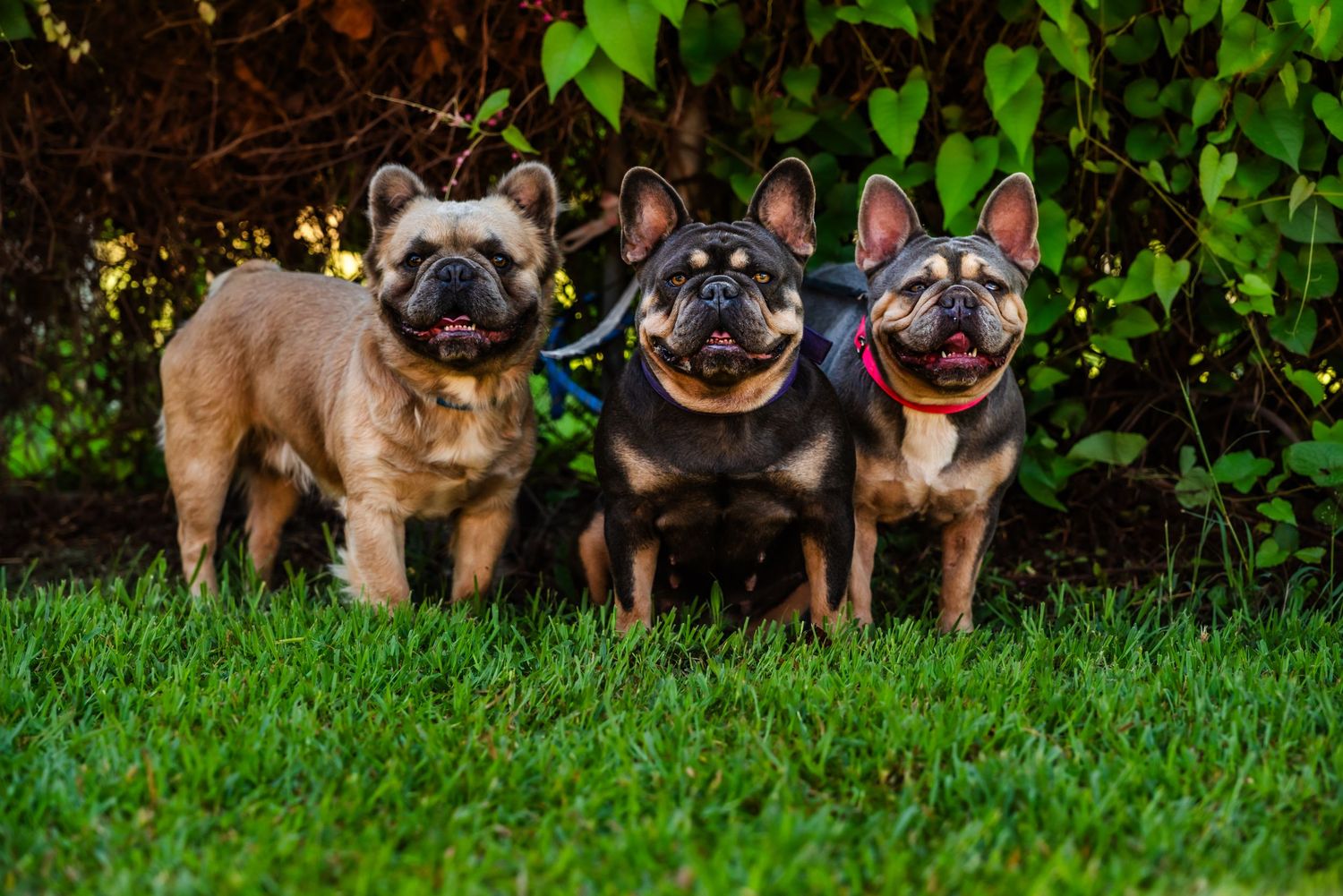 Seven adorable French Bulldog puppies sitting together in a grassy outdoor setting.