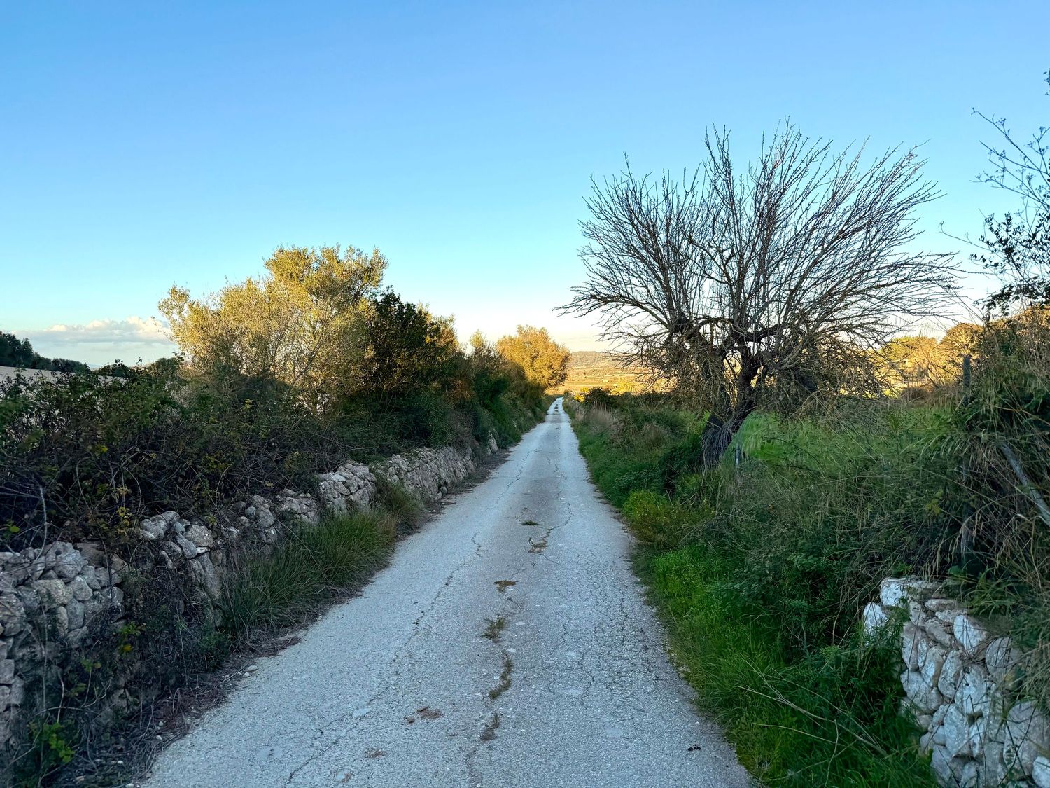 A winding dirt road stretches through a rural landscape with trees and bushes lining both sides.