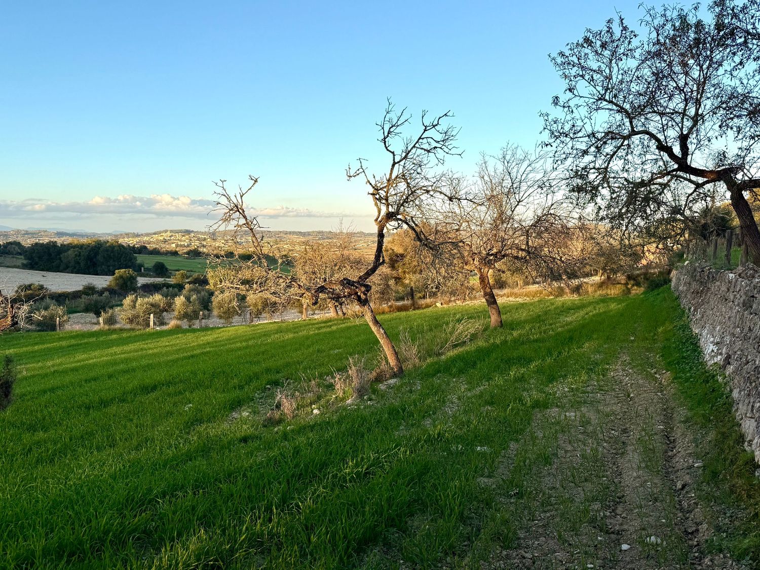 A scenic hillside path with twisted trees overlooking a rural village and rolling countryside on a clear day.
