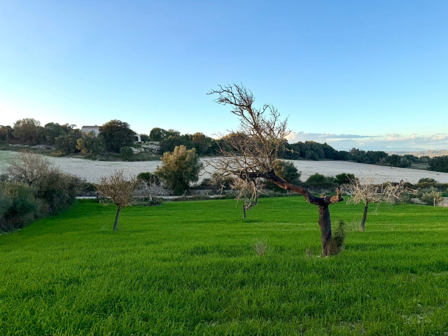 Panoramic view of lush green agricultural fields with scattered trees against a cloudy sky in the countryside.