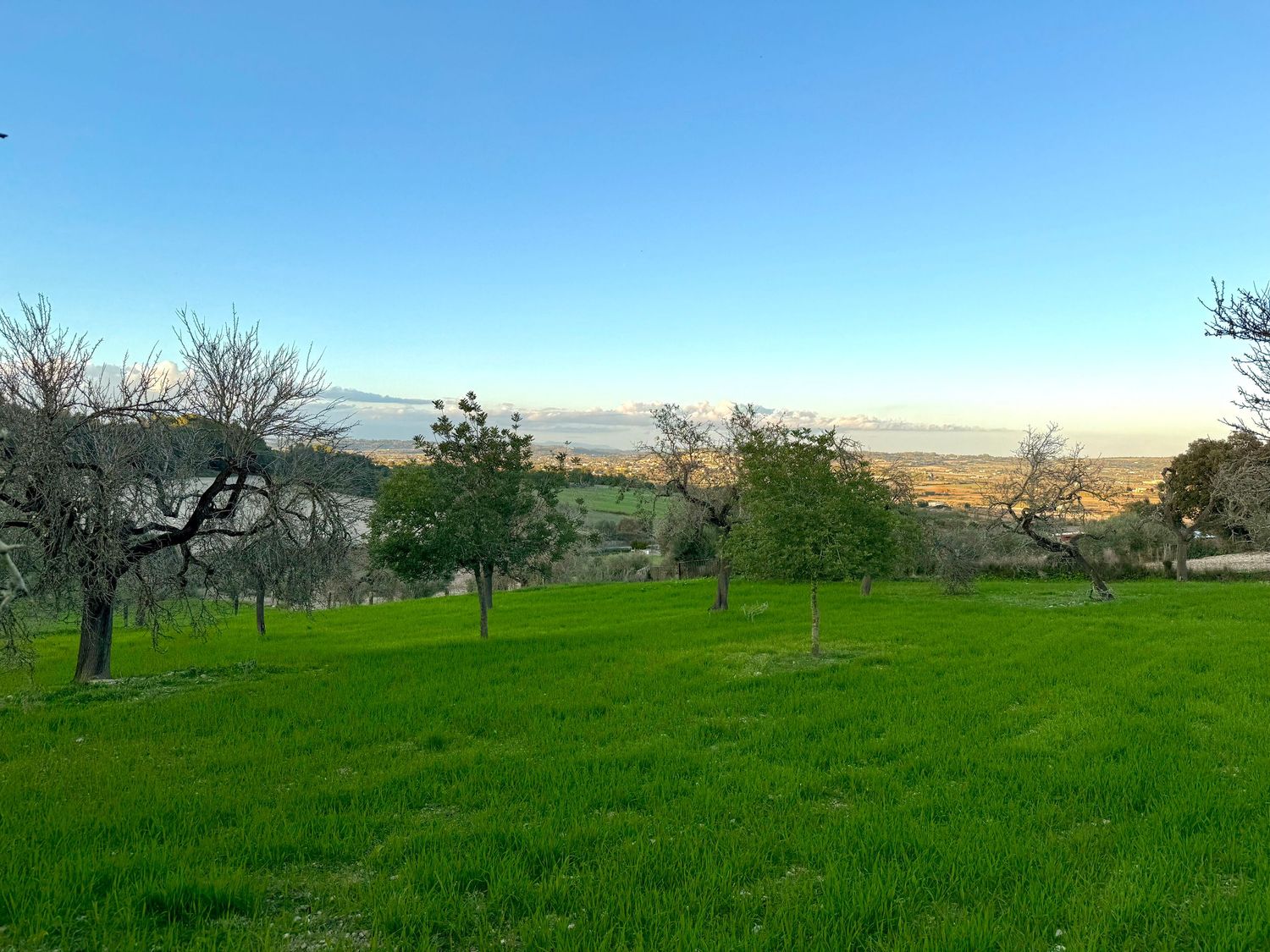 A green hillside orchard with scattered trees overlooks distant mountains under a bright blue sky.