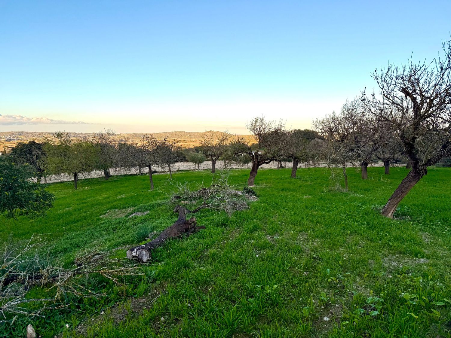 Rolling green hills with scattered trees stretch across a scenic spring landscape under blue skies.
