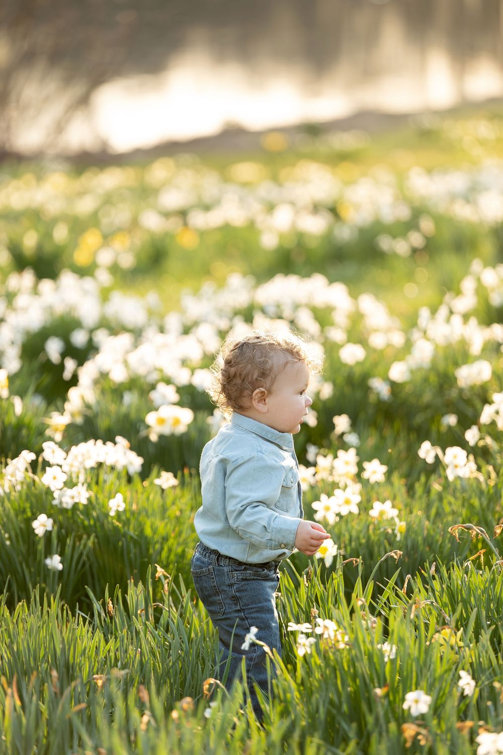 Curly-haired toddler exploring a vibrant field of white daffodils in warm sunlight.