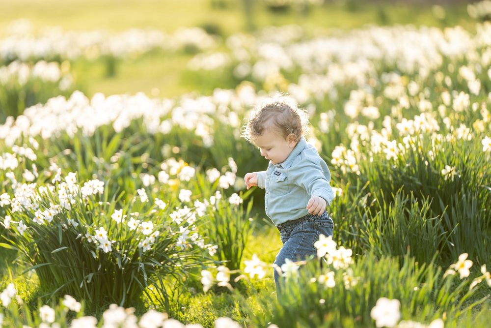 Curious toddler boy in denim shirt exploring white daffodil blooms in sunny spring field.