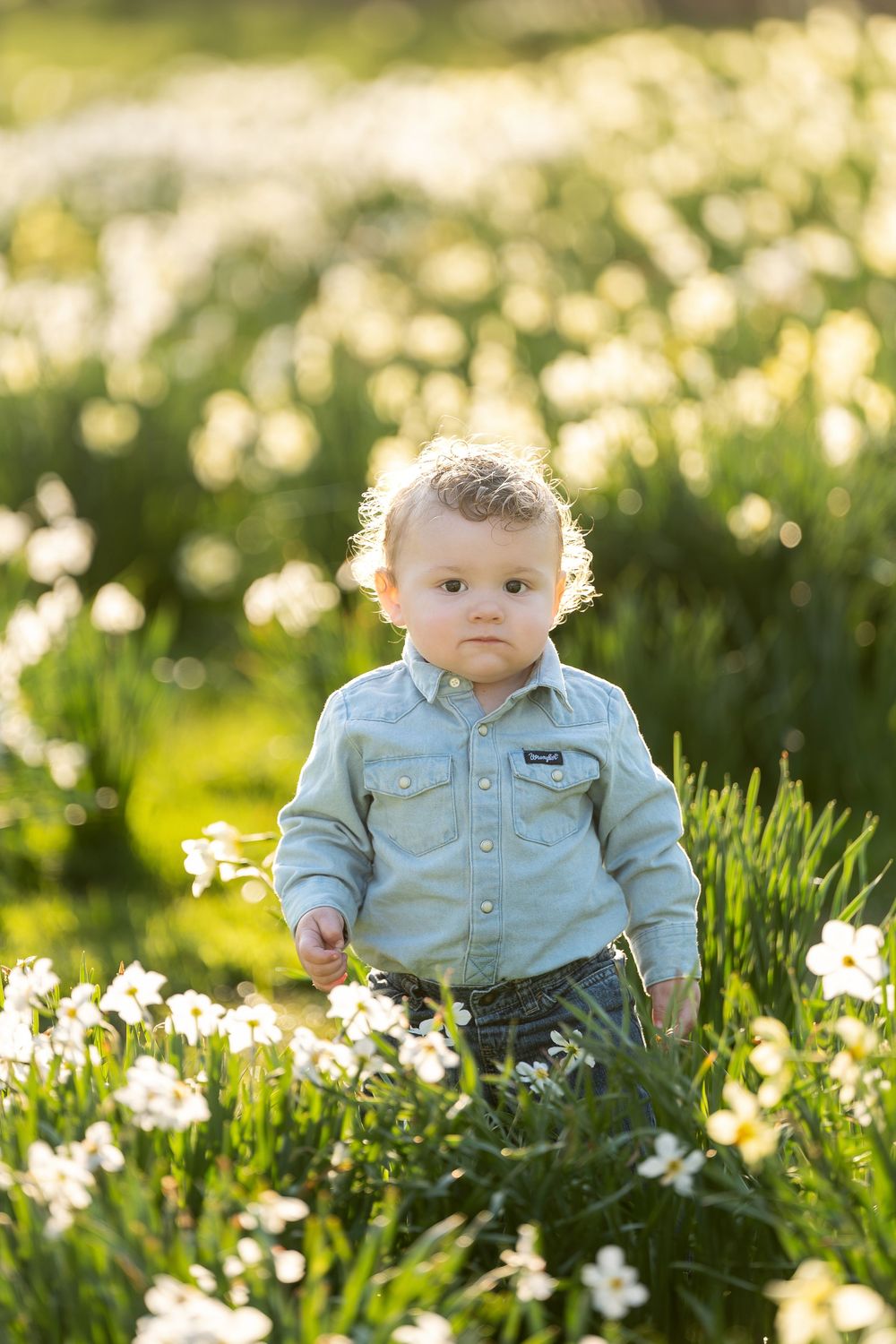 Adorable baby boy in blue denim shirt standing among white daffodils in glowing sunlight.