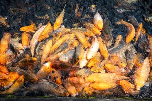 Dense school of orange and gold koi fish swimming together in dark water, viewed from above.