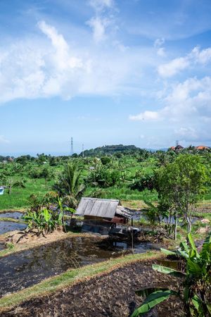 Lush green rice terraces with a small farm hut surrounded by tropical trees under a blue sky in Bali, Indonesia.