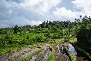 Lush green rice terraces with water channels and tropical palm trees under a cloudy sky in Bali, Indonesia.