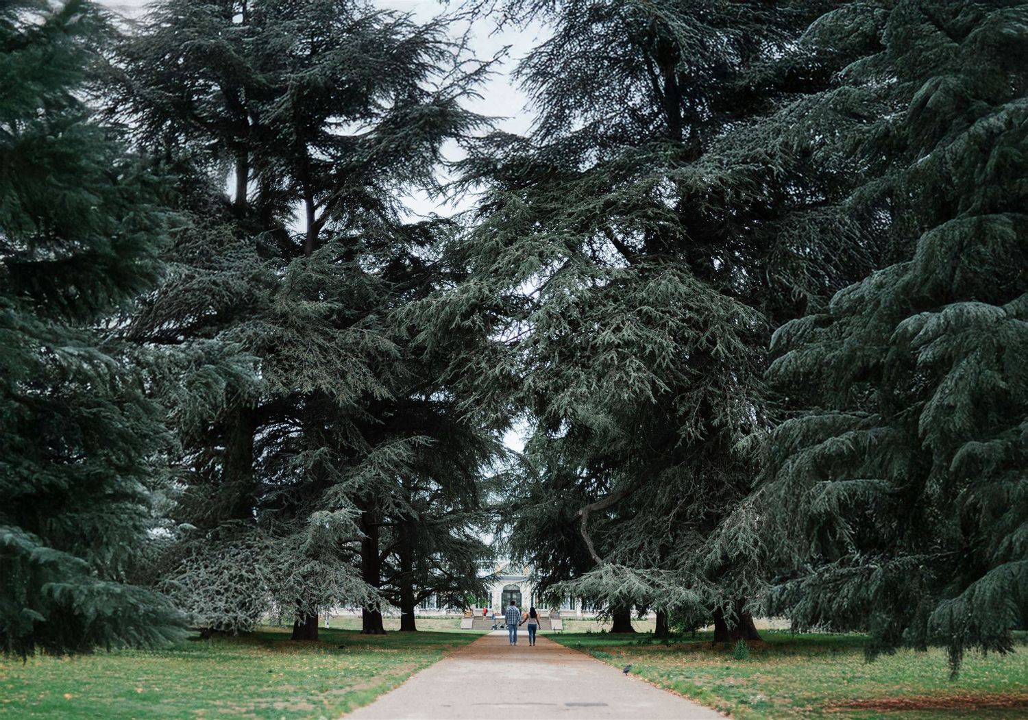 A tree-lined path leads to a grand estate surrounded by towering cedar trees in a lush park.