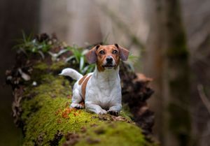 Dog photoshoot Oxford
Professional dog photographer Oxford.
Dog photographer near me
Reactive dog photographer
Dog photoshoot price