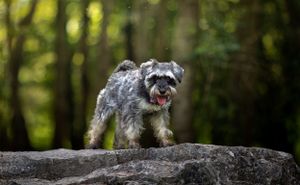 Dog photoshoot Oxford
Professional dog photographer Oxford.
Dog photographer near me
Reactive dog photographer
Dog photoshoot price