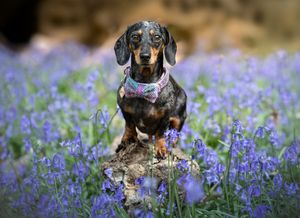 Dog photoshoot Oxford
Professional dog photographer Oxford.
Dog photographer near me
Reactive dog photographer
Dog photoshoot price