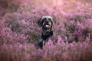 Dog photoshoot Oxford
Professional dog photographer Oxford.
Dog photographer near me
Reactive dog photographer
Dog photoshoot price