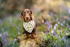 Dog photoshoot Oxford
Professional dog photographer Oxford.
Dog photographer near me
Reactive dog photographer
Dog photoshoot price