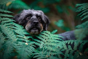 Dog photoshoot Oxford
Professional dog photographer Oxford.
Dog photographer near me
Reactive dog photographer
Dog photoshoot price