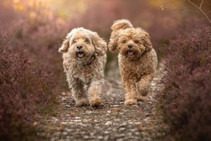 Dog photo shoot Oxford
Professional dog photographer Oxford.
Dog photographer near me
Reactive dog photographer
Dog photo shoot price
