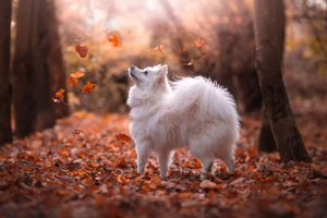 Dog photoshoot Oxford
Professional dog photographer Oxford.
Dog photographer near me
Reactive dog photographer
Dog photoshoot price