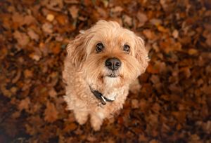 Dog photo shoot Oxford
Professional dog photographer Oxford.
Dog photographer near me
Reactive dog photographer
Dog photo shoot price