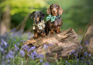 Dog photoshoot Oxford
Professional dog photographer Oxford.
Dog photographer near me
Reactive dog photographer
Dog photoshoot price