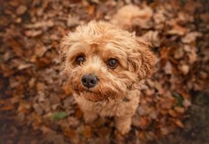 Dog photo shoot Oxford
Professional dog photographer Oxford.
Dog photographer near me
Reactive dog photographer
Dog photo shoot price