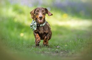 Dog photoshoot Oxford
Professional dog photographer Oxford.
Dog photographer near me
Reactive dog photographer
Dog photoshoot price