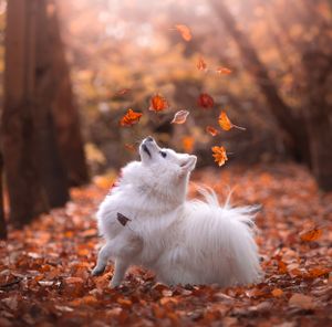Dog photoshoot Oxford
Professional dog photographer Oxford.
Dog photographer near me
Reactive dog photographer
Dog photoshoot price