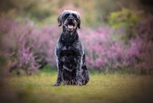 Dog photoshoot Oxford
Professional dog photographer Oxford.
Dog photographer near me
Reactive dog photographer
Dog photoshoot price