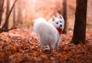 Dog photoshoot Oxford
Professional dog photographer Oxford.
Dog photographer near me
Reactive dog photographer
Dog photoshoot price