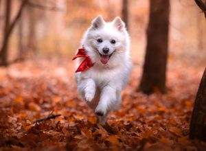 Dog photoshoot Oxford
Professional dog photographer Oxford.
Dog photographer near me
Reactive dog photographer
Dog photoshoot price