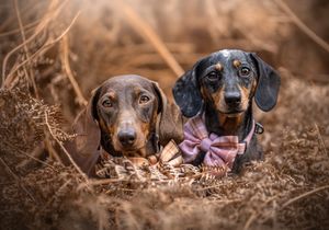 Dog photoshoot Oxford
Professional dog photographer Oxford.
Dog photographer near me
Reactive dog photographer
Dog photoshoot price