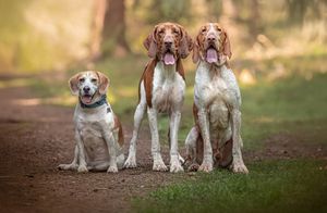Dog photo shoot Oxford
Professional dog photographer Oxford.
Dog photographer near me
Reactive dog photographer
Dog photo shoot price