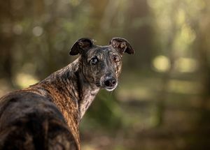 Dog photo shoot Oxford
Professional dog photographer Oxford.
Dog photographer near me
Reactive dog photographer
Dog photo shoot price