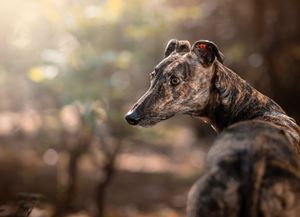 Dog photo shoot Oxford
Professional dog photographer Oxford.
Dog photographer near me
Reactive dog photographer
Dog photo shoot price