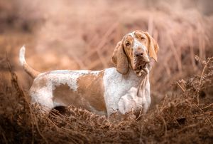 Dog photoshoot Oxford
Professional dog photographer Oxford.
Dog photographer near me
Reactive dog photographer
Dog photoshoot price