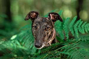 Dog photo shoot Oxford
Professional dog photographer Oxford.
Dog photographer near me
Reactive dog photographer
Dog photo shoot price