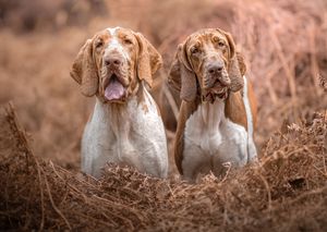 Dog photoshoot Oxford
Professional dog photographer Oxford.
Dog photographer near me
Reactive dog photographer
Dog photoshoot price