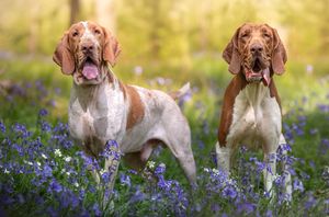 Dog photoshoot Oxford
Professional dog photographer Oxford.
Dog photographer near me
Reactive dog photographer
Dog photoshoot price